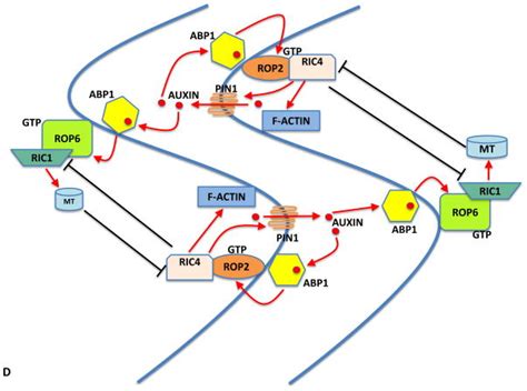 New Insights Into Rho Signaling From Plant ROP Rac GTPases Abstract