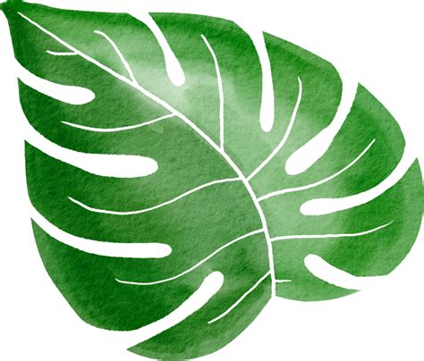 Ausschnitt Monstera Blatt Aquarell Einfachheit Malerei Png