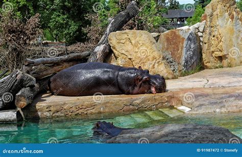 Hippopotamus Having Sun Bath Near The Pool Stock Photo Image Of Brown