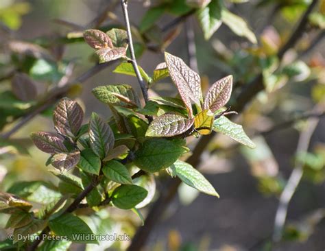 Hollyberry Cotoneaster Cotoneaster Bullatus Species Wildbristoluk