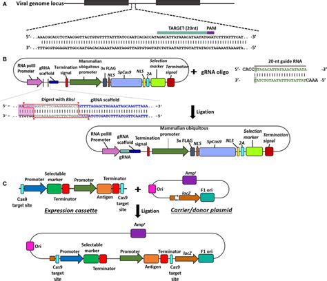 Overview Of Steps In The Construction Of Crispr Cas9 And Donor Download Scientific Diagram