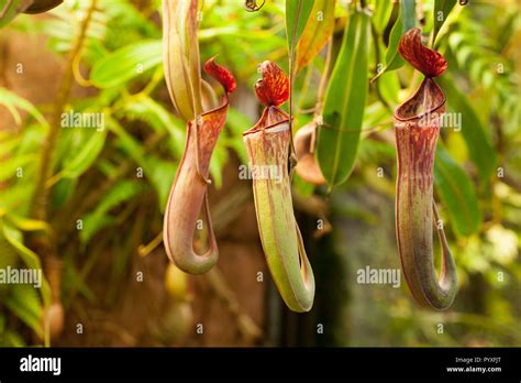 Nepenthes Alata