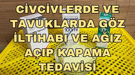 TAVUKLARDA VE CİVCİVLERDE GÖZ İLTİHABI AĞIZ AÇIP KAPAMA ÜST SOLUNUM