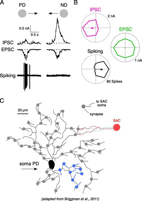 Figures And Data In The Functional Organization Of Excitation And