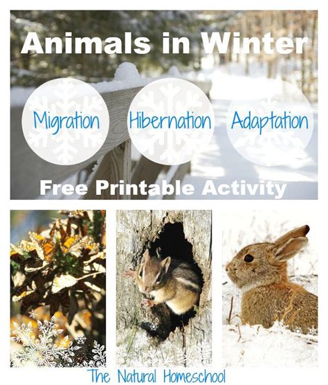 Animals That Migrate In Winter