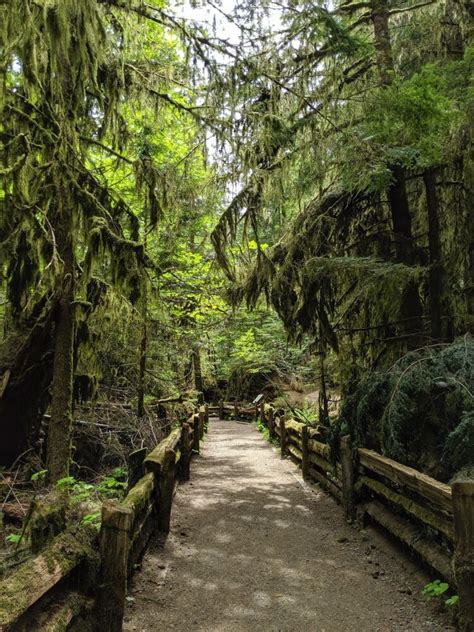 Ultimate Guide To Cathedral Grove Bc Vancouver Island Artofit