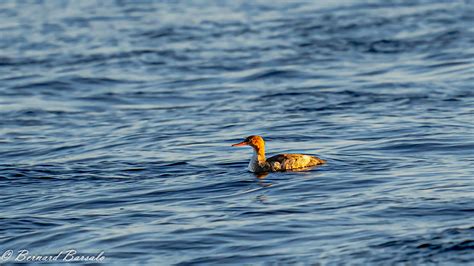 Grand Harle Mergus Merganser Common Merganser Halte Du Flickr