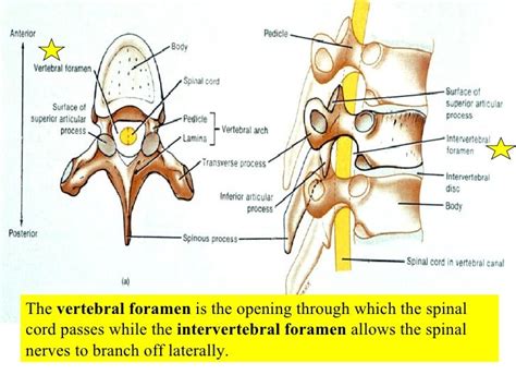 05 Axial Skeleton Vertebral Column And Thoracic Cage