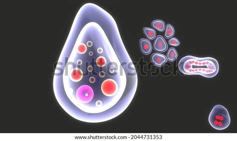 Entamoeba Histolytica Life Cycle3d Illustration ภาพประกอบสต็อก 2044731353 Shutterstock