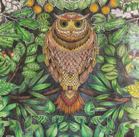 Owl Secret Garden Coruja Jardim Secreto Johanna Basford Gardens