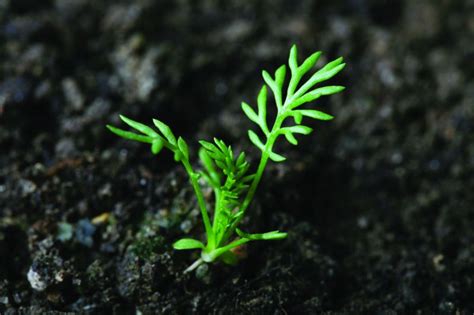 Storksbill Weed Control Bayer Crop Science New Zealand