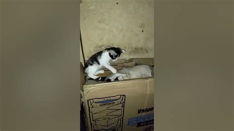 The Kittens Are Doing Naughty Among Themselves Mischievous Pussycat