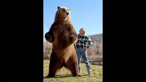 Urso Gigante Quase 3 Metros De Altura E 700 Kg YouTube