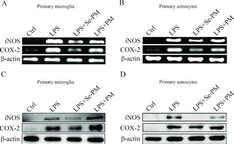 Suppression Of Inos And Cox Expression By Se Pm In Lps Activated