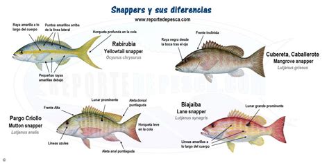 Diferencias Especies