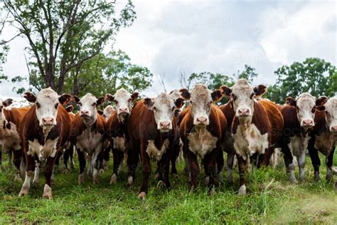 Image Of Herd Of Inquisitive Hereford Cattle In Paddock Newly