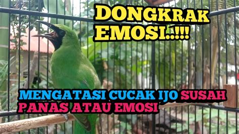 Dongkrak Emosi Cucak Ijo Gacor Membuat Cucak Ijo Lawan Panas Emosi