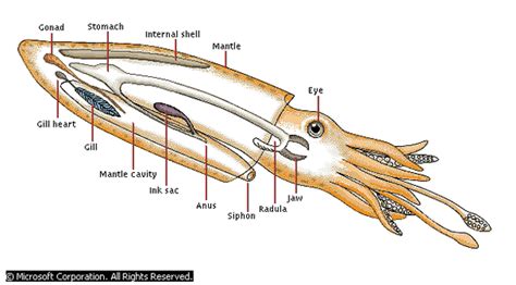 Example - Squid - Chiara's Encyclopedia of Animal Life