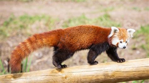 Yorkshire Wildlife Park Has New Rare Red Pandas - The Yorkshireman