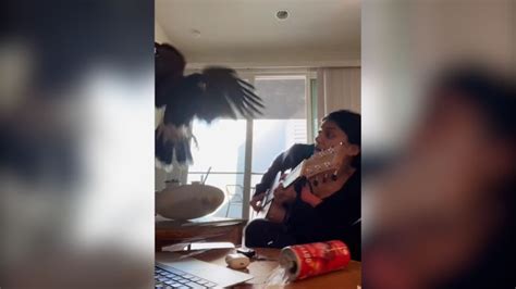 Brave Dog Protects Owner From Winged Intruder See The Chaotic Moment Cnn