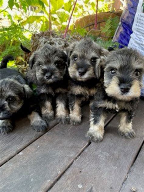 Miniature Schnauzer Breeder Brisbane Black Winter K9 Group