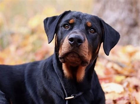 Rottweiler Doberman Mix Is Rotterman The Ultimate Guard Dog