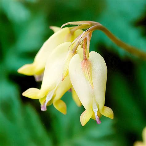 Amazon 25Pcs Dicentra Spectabilis Seeds Yellow Bleeding Heart