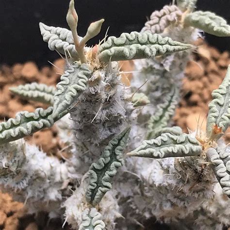 Some Very Pretty Looking Plants In A Big Pot