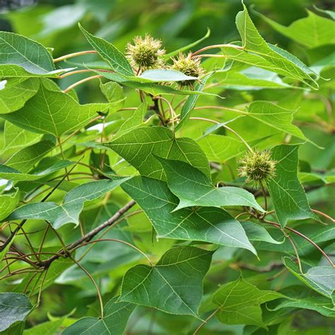 Formosan Sweetgum Liquidambar Formosana Flower Leaf Care Uses