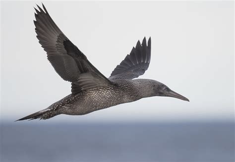 Northern Gannet Juvenile Morus Bassanus Northumberland Caroline