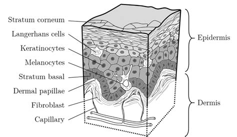 2 Schematic Diagram Of Skin Showing Some Of Its Structure And