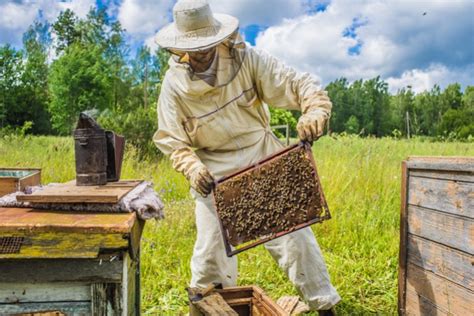 Principes Avantages Et Conditions Pour L Apiculture Biologique