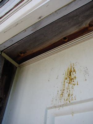 Carpenter Bee Droppings & Sawdust Damage | Best Bee Brothers