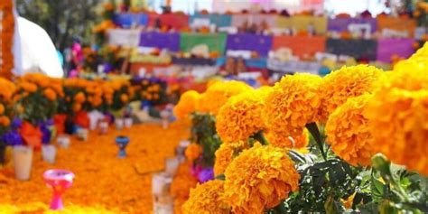 Qu Significa La Flor De Cempas Chil En El Altar De D A De Muertos