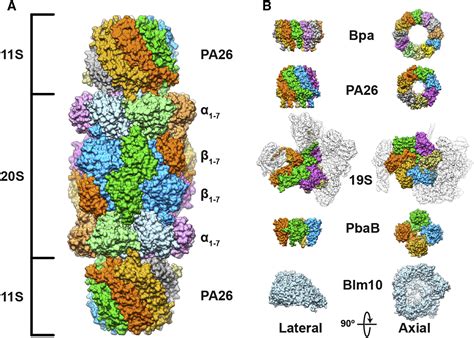 Whats The Key To Unlocking The Proteasomes Gate Structure