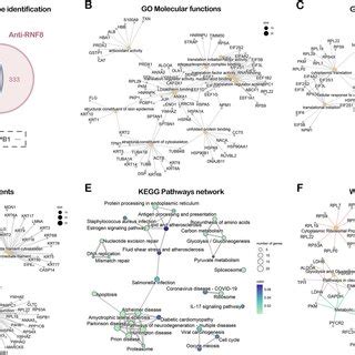 Identification And Functional Analysis Of RNF8 Interacting Proteins A