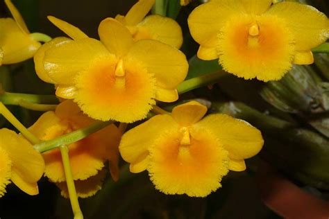 Dendrobium Chrysotoxum Lindl Plants Of The World Online Kew Science