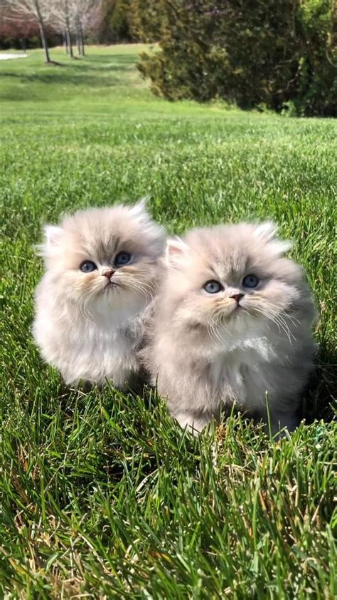 Fluffy kittens #persiankittens #persiancat #christypawpersians | Baby cats, Kittens cutest ...