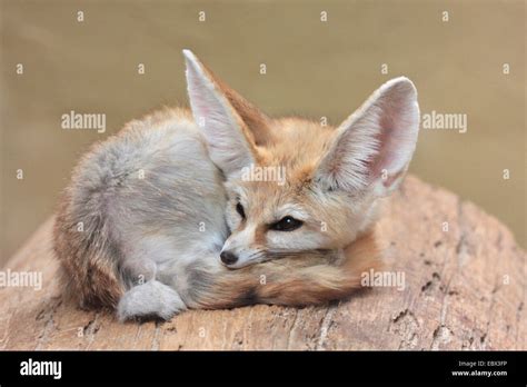 Fennec Fox Fennecus Zerda Vulpes Zerda Sleeping Stock Photo Alamy