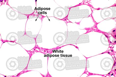 Rat Unilocular Adipose Tissue Transverse Section X Unilocular