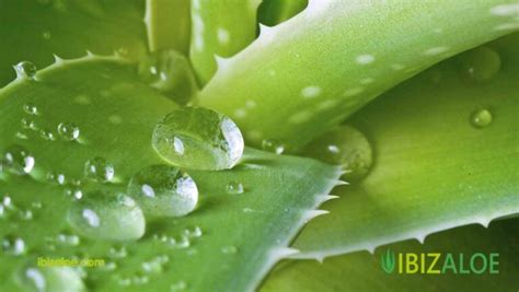 Uso Diario Y Beneficios Del Extracto De Aloe Vera Ibizaloe