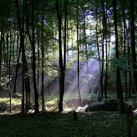 Carpathian Forest In Summer Transcarpathiaukrainenature