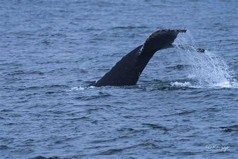 Monterey Bay Whale Watching — Paul R Mudgett Photography