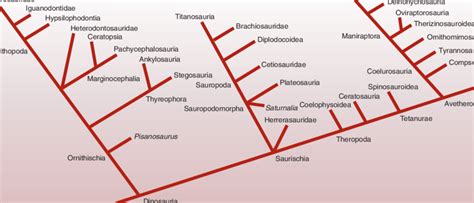 A Basic Cladogram Of The Relationships Among The Major Groups Of