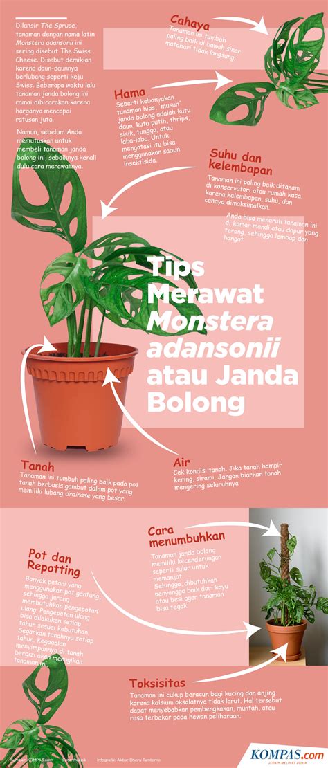 INFOGRAFIK Tips Merawat Monstera Adansonii Atau Janda Bolong