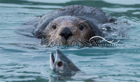 eyler photography | Sea Otters have discriminating palates