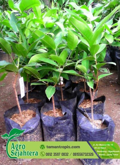 Jual Bibit Jambu Madu Deli TAMANTROPIS