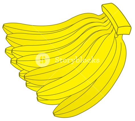 Dozen Bananas Royalty Free Stock Image Storyblocks