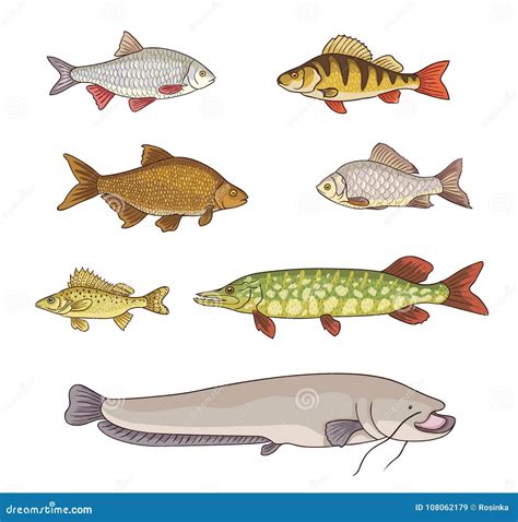 Freshwater Fish Vector Illustration Stock Vector Illustration Of