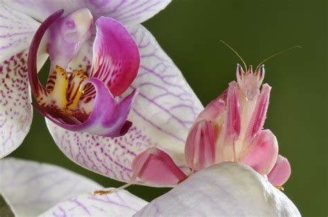 Praying Mantis Flower Camouflage Best Flower Site